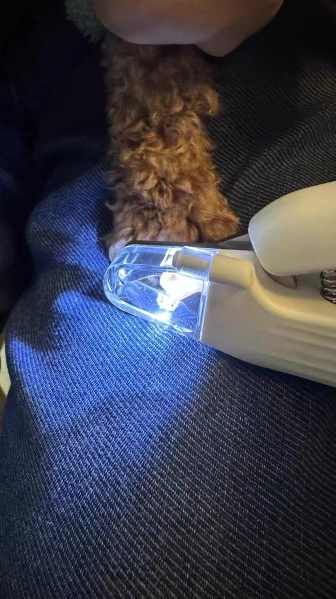 Why Is My Dog Scared of Nail Trimming? (And How to Fix It)